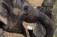 В российском цирке из-за аномальных холодов слонов согревают водкой