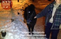 В Киеве полицейские нашли потерявшегося коня