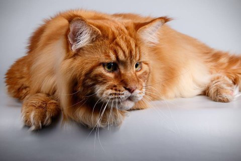 В Днепре зарегистрировали самого крупного кота в Украине