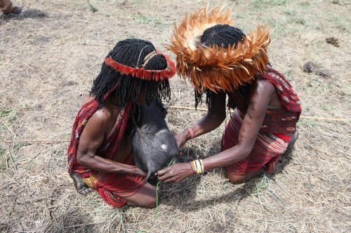 Девушки племени со своим приданым (поросенок)