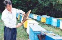 ПР: Ющенко уничтожил пчеловодство