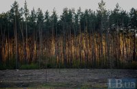 Врятована перша тисяча гектарів самосійних лісів