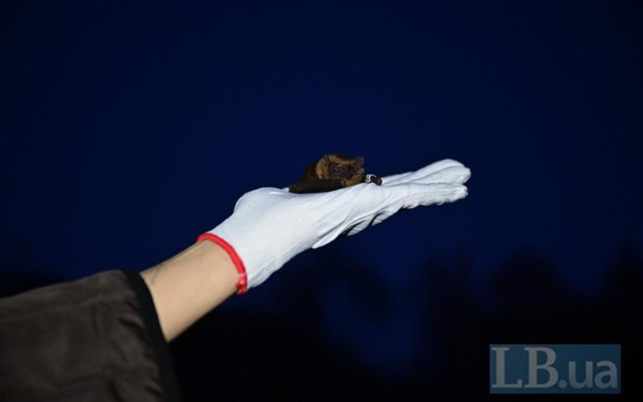 ​У Голосіївському парку в Києві випустили близько 500 кажанів