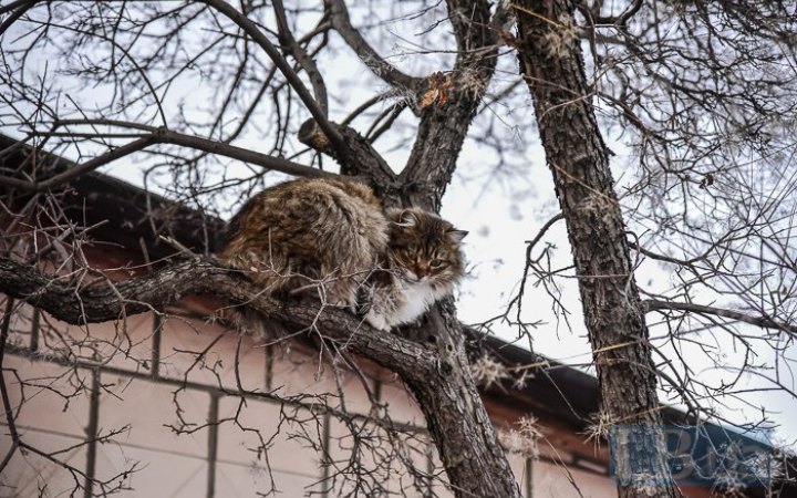 У Києві настала метеорологічна весна, зима тривала 24 дні