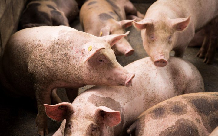 У Чернівецькій області оголосили карантин через африканську чуму свиней