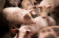 У Чернівецькій області оголосили карантин через африканську чуму свиней