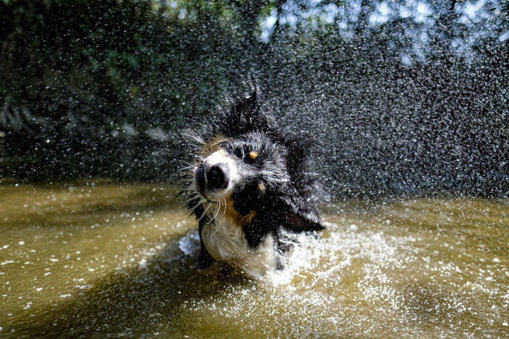 Собака після купання в річці поблизу Харінсарта, Бельгія, 9 серпня 2020 р.