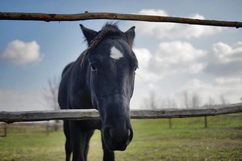 Директора філії "Конярство України" в Луганській області підозрюють у розтраті 0,9 млн гривень