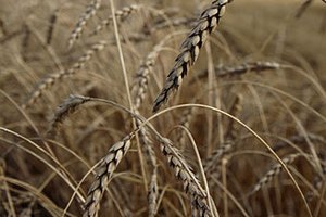 Россия установила рекорд по экспорту пшеницы