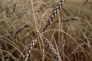 В ООН прогнозируют резкое снижение урожая пшеницы в Украине