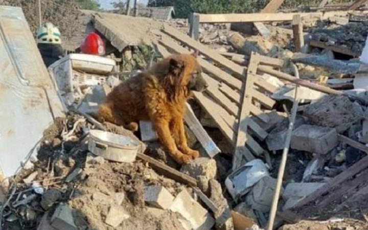 Помер пес Крим, господарі якого загинули під час ракетного удару по Дніпру 29 вересня