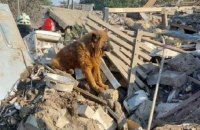 Помер пес Крим, господарі якого загинули під час ракетного удару по Дніпру 29 вересня