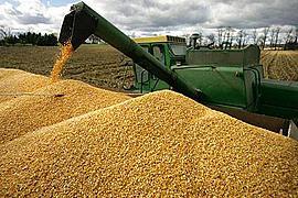 Кабмин  ввел квоты на экспорт зерна