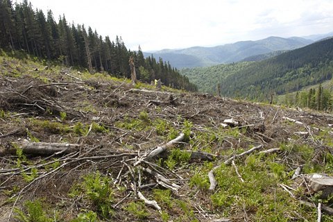 Держлісагентство оприлюднило дані про масштаби вирубування лісу