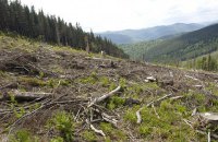 Держлісагентство оприлюднило дані про масштаби вирубування лісу