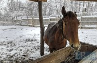 Італія заборонить вживання конини, яку імпортує найбільше в Європі