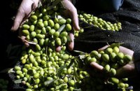 Цены на оливковое масло упали до минимума за 10 лет