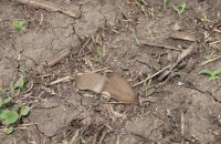 У Херсоні четверо цивільних підірвалися на ворожій міні, серед поранених двоє дітей