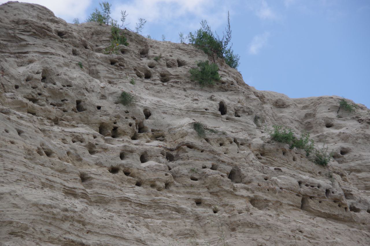 Ластівки зробили гнізда у намитому піску