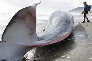 Новозеландец нашел на пляже 15-метрового мертвого кита