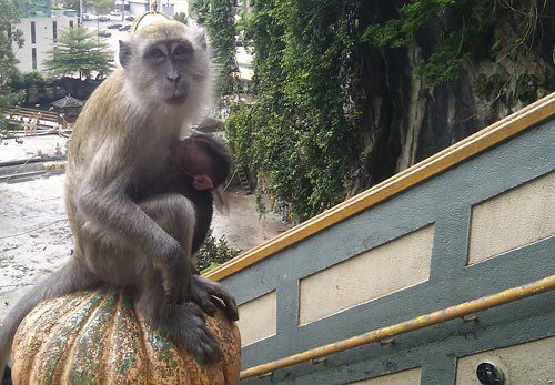 Фото обезьянок нам прислала читательница Мария
