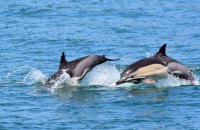 Науковці підрахували кількість дельфінів у Чорному морі у 2019 році. Згодом це допоможе оцінити наслідки війни