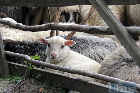 У грузинському селі блискавка вбила більше 500 овець