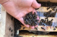 На Закарпатті загинули 8 млн бджіл, яких відправили "Укрпоштою"