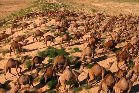 В Австралії 10 тис. верблюдів загрожує відстріл через посуху
