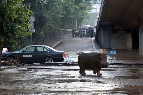 Зоопарк Тбілісі, який постраждав від повені, отримає більш ніж 100 тварин