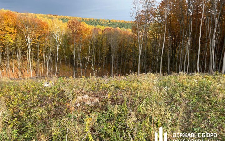 На Тернопільщині керівництво держлісгоспу підозрюють у незаконній порубці на понад 56 млн гривень
