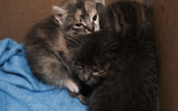 Рятувальники Києва прилаштували в сім'ї кошенят, виявлених на місці російського удару