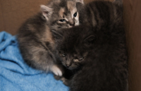 Рятувальники Києва прилаштували в сім'ї кошенят, виявлених на місці російського удару