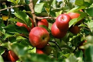 В Украине на 33% возросло потребление фруктов, - замминистра