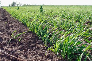 ​На Луганщине из-за непогоды пострадали посевы пшеницы