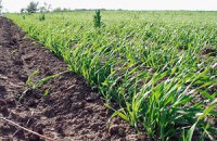 ​На Луганщине из-за непогоды пострадали посевы пшеницы