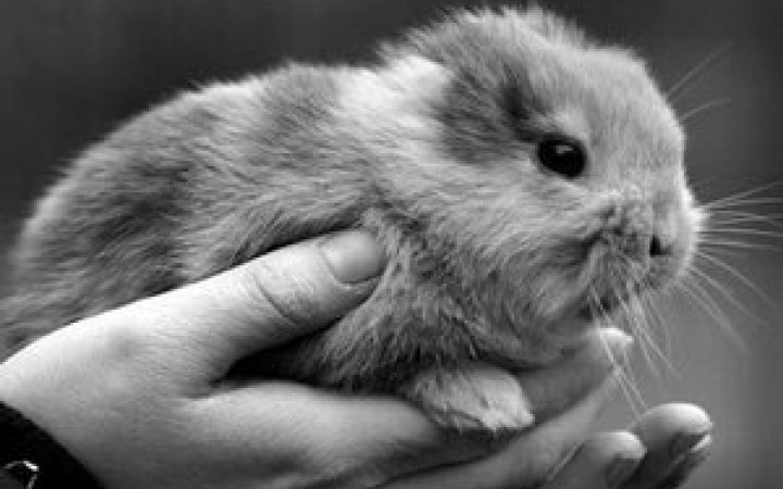 EMA шукає альтернативи випробуванням на тваринах