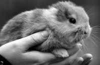 EMA шукає альтернативи випробуванням на тваринах