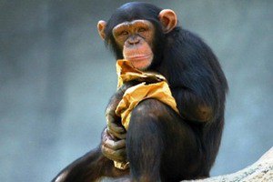 Шимпанзе оказались способны бескорыстно помогать друг другу