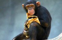 Шимпанзе оказались способны бескорыстно помогать друг другу