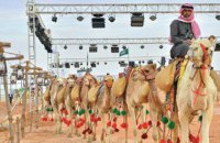 В Саудовской Аравии десятки верблюдов дисквалифицировали на конкурсе красоты за инъекции ботокса и филеры
