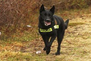 Полицейского пса наградили за борьбу с мародерами в Лондоне