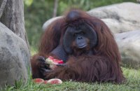 Малайзія хоче дарувати орангутангів найбільшим країнам-імпортерам пальмової олії