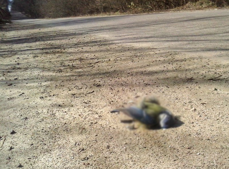 Синичка на узбіччі