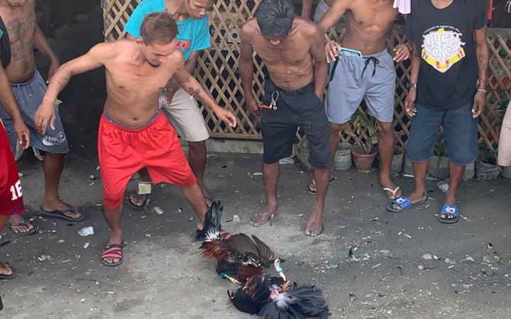 В Еквадорі напали на майданчик для півнячих боїв, 12 осіб загинули