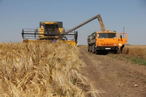 Урожай зерна составит 61 млн тонн, - Азаров