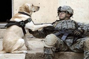 Военные стали чаще использовать собак