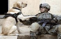 Военные стали чаще использовать собак