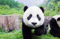 Пятничная панда #43