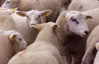 Ударом молнии в Китае убило более 170 овец